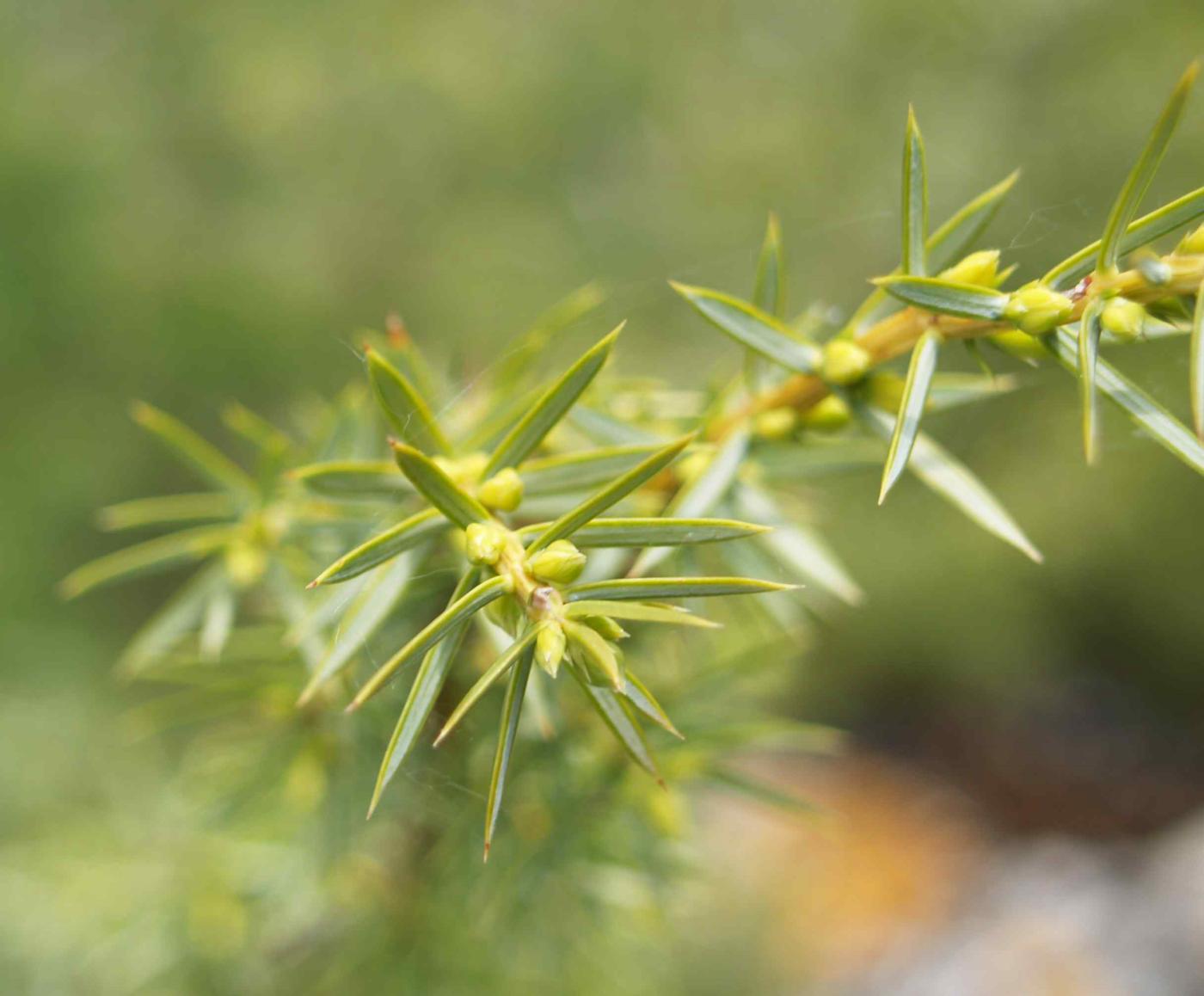 Juniper, Common leaf